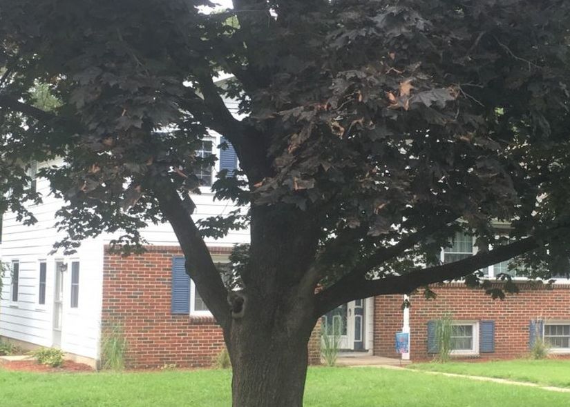 Lexington Ave, Lumberton, NJ 08048, Foreclosure 216,000 4BD / 3BH