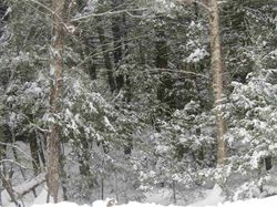  Covered Bridge Rd, Thornton NH