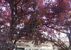 Foreclosure in  RECTOR ST Philadelphia, PA 19128