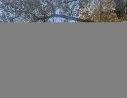 Foreclosure in  LIVINGSTONE RD Sewell, NJ 08080