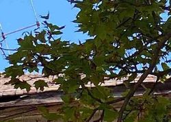 Foreclosure in  SAINT CLAIR ST Detroit, MI 48213