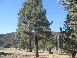 Foreclosure in  ERWIN RANCH RD Big Bear City, CA 92314