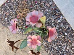 Foreclosure in  AVENUE 44 Indio, CA 92203