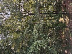 Foreclosure in  SNOWSHOE BND Bethlehem, GA 30620