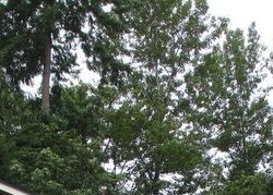 Foreclosure in  SE 324TH ST Auburn, WA 98092