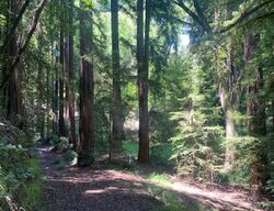 Foreclosure in  WAINWRIGHT PL Mill Valley, CA 94941