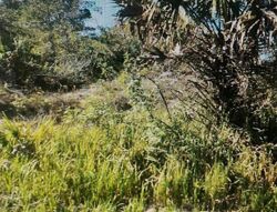 Foreclosure in  Patio Terrace North Port, FL 34286
