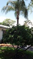 Pre-foreclosure in  PRIVET PL APT A Delray Beach, FL 33484