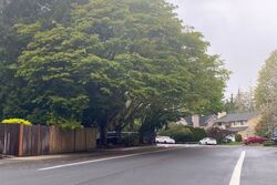  211th Way Ne, Sammamish WA