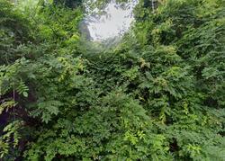 Pre-foreclosure in  ARBUTUS PATH Port Jefferson, NY 11777