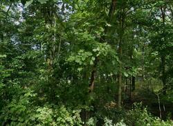 Pre-foreclosure in  FIDDLERS BRIDGE RD Staatsburg, NY 12580