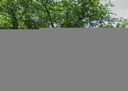 Pre-foreclosure in  JEFFERSON RD Chestnut Hill, MA 02467