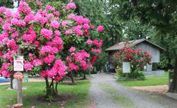 Pre-foreclosure in  TALBOT RD S Renton, WA 98055
