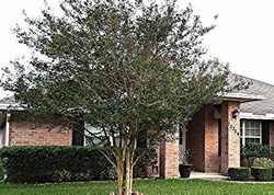 Pre-foreclosure in  CLAYTON MILL RD Jacksonville, FL 32221