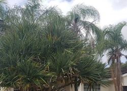 Pre-foreclosure in  SW 153RD CT Miami, FL 33187