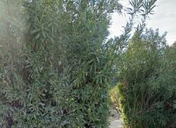  W Holland Ave, Fresno CA