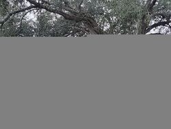 Pre-foreclosure in  BULLS BAY HWY Jacksonville, FL 32220