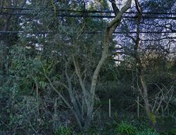 Pre-foreclosure in  ILLINOIS AVE Fair Oaks, CA 95628