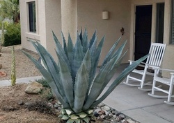 Pre-foreclosure in  N PAMPAS PL Fountain Hills, AZ 85268