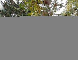 Pre-foreclosure in  TWIN LAKES RD  Boulder, CO 80301