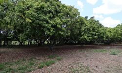 Pre-foreclosure in  SW 202ND AVE Miami, FL 33170