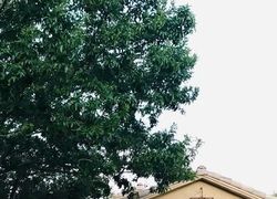 Pre-foreclosure in  EAGLE BEND ST Las Vegas, NV 89122