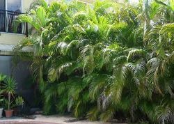 Pre-foreclosure in  NE 13TH AVE Fort Lauderdale, FL 33304