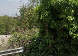 Pre-foreclosure in  PACIFIC VIEW DR Los Angeles, CA 90068