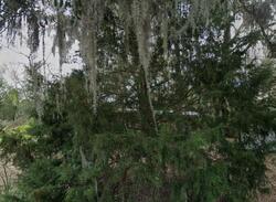 Pre-foreclosure in  SUNNYBROOK RD Melrose, FL 32666