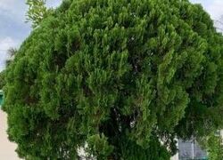 Pre-foreclosure in  GLENDALE AVE Port Charlotte, FL 33952