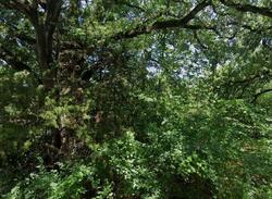 Pre-foreclosure Listing in ELMO DR SEAGOVILLE, TX 75159