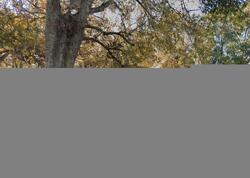 Pre-foreclosure in  GUM ST E Allendale, SC 29810