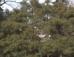 Pre-foreclosure in  LAUREL AVE Sea Cliff, NY 11579