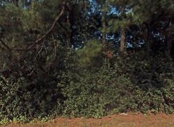 Pre-foreclosure in  BAILEYS CREEK DR Millington, TN 38053