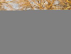 Pre-foreclosure Listing in ZELLWOOD CIR TALLADEGA, AL 35160