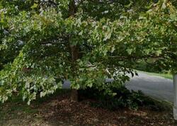 Pre-foreclosure in  MONTVALE RD Weston, MA 02493