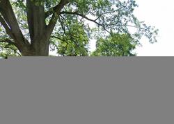 Pre-foreclosure in  S STATE ST Riverdale, IL 60827