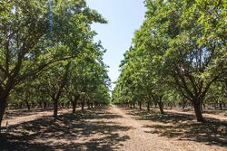 Pre-foreclosure in  ROAD 188 Strathmore, CA 93267