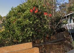 Pre-foreclosure in  CLIFTON ST Los Angeles, CA 90031