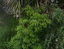 Pre-foreclosure in  ROLLINS AVE Saint Augustine, FL 32084