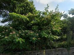 Pre-foreclosure in  WALNUT ST Macon, GA 31201