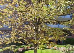 Pre-foreclosure Listing in OCEAN PKWY APT 1L BROOKLYN, NY 11218