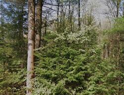 Pre-foreclosure in  CUSSON DR West Monroe, NY 13167