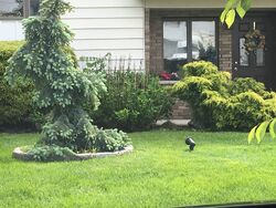 Pre-foreclosure in  BRANNON CT Clifton, NJ 07013