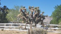 Pre-foreclosure in  MORNINGSIDE ST Lucerne Valley, CA 92356