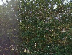  Wyn Cove Dr, Vero Beach FL