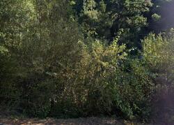  Red Hawk Ln, Aptos CA