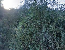  Las Tunas Dr, Hacienda Heights CA