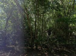 Pre-foreclosure in  ELYSIAN FIELDS AVE Marshall, TX 75672