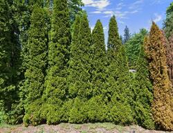 Pre-foreclosure in  GOLD RIDGE LN SW Olympia, WA 98512